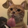 Profilbild von shaashey
