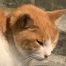 펌킨's profile picture