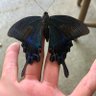 Profilbild von papillon