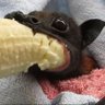 Profilbild von Ser Pesal