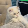 Фото профиля ˚⋆MoMo•★