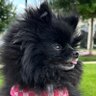 Ember and Saru profil fotoğrafı