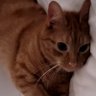 louis, cy 的头像