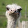Fringey A/F 🍁Bless the Ostriches 的头像