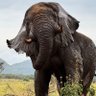 Ruge profil fotoğrafı