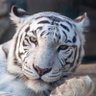 ケンジ's profile picture
