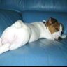 Profilbild von sou cachorra sim