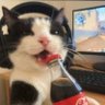 CEBİ's profile picture