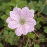 Astrantia profil fotoğrafı