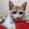 Crush Paneer profil fotoğrafı