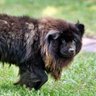 Pedro Tapir 的头像