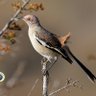 Pájaro Presumido 的头像