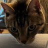 moomoo's profile picture