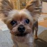 晋🐶 profil fotoğrafı