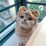 👑통통부리🐥MUSE💛 的头像