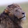 Yalım Dalay CEBER profil fotoğrafı