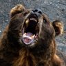 熊等絶滅委員会 profil fotoğrafı