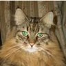 Gonbe_Nanashino's profile picture