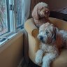 Wallace & Willow profil fotoğrafı