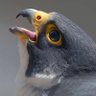 Profilbild von lan xuan