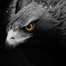 Black Hawk 🦅 profil fotoğrafı