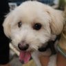 Guocheng's profile picture