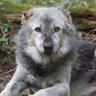 ısırmaya sürüklenen kurt's profile picture
