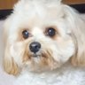 Profilbild von 黄色い犬 太郎🇯🇵🍮デカプー