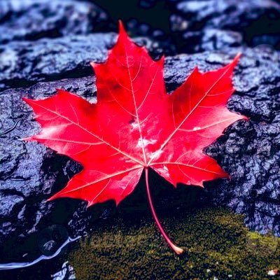 Rostamfp1's profile picture