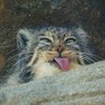 🐅🇵🇸's profile picture