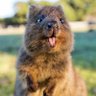 Marsupial Coquin 的头像