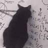 Фото профиля SchrodingersCat