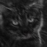 R's profile picture