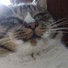 今日も元気だよ！ profil fotoğrafı