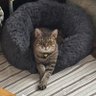 はむいろ profil fotoğrafı