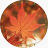 アキ's profile picture
