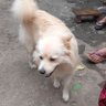 बडाकाजी profil fotoğrafı