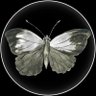 Pale Moth Reviews profil fotoğrafı