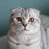 Фото профиля Firhan