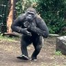 Фото профиля ねこゴリラ🎌 滞納・債権調査員