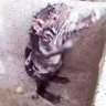 Ratao tomando banho profil fotoğrafı