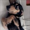 ibuki's profile picture