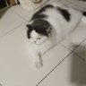 wan trex 的头像