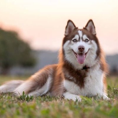 The Husky's profile picture