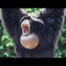 frogmonkee's profile picture