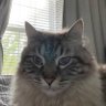 Rayan's profile picture