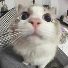 SolanaPlays's profile picture
