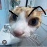 Kültiginin Ruhu's profile picture
