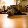 Smart dog's profile picture