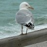 glop top profil fotoğrafı